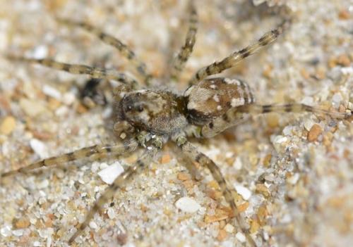 Arctosa perita